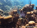 scuba diving photo