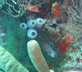 foto de buceo