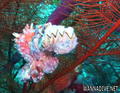 foto de buceo