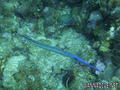foto de buceo