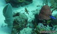 foto de buceo