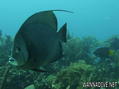 foto de buceo