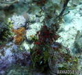 scuba diving photo