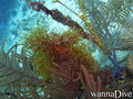 scuba diving photo
