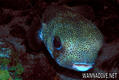 scuba diving photo