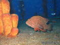 scuba diving photo