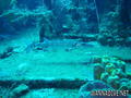 scuba diving photo
