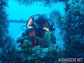 scuba diving photo