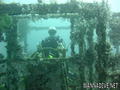 scuba diving photo
