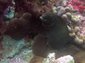 foto de buceo