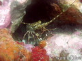 foto de buceo