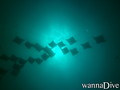 scuba diving photo