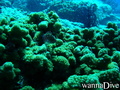 scuba diving photo
