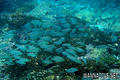 scuba diving photo