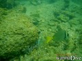 scuba diving photo