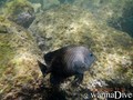 scuba diving photo