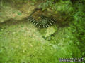 foto de buceo