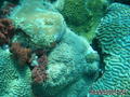 scuba diving photo