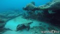 scuba diving photo