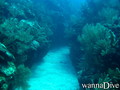 scuba diving photo