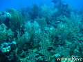 scuba diving photo