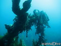 scuba diving photo