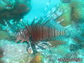 scuba diving photo