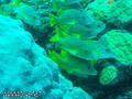 scuba diving photo