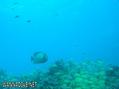 scuba diving photo