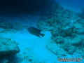 scuba diving photo