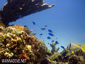 scuba diving photo