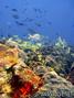 scuba diving photo