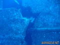 scuba diving photo