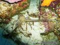 scuba diving photo