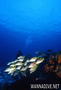 scuba diving photo