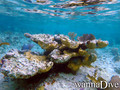 scuba diving photo
