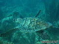 scuba diving photo