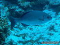 scuba diving photo