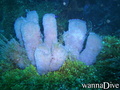 scuba diving photo
