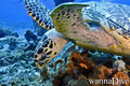 scuba diving photo
