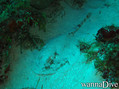 scuba diving photo