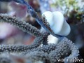 scuba diving photo