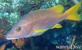 scuba diving photo