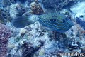 scuba diving photo