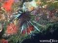 scuba diving photo