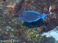 scuba diving photo