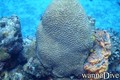 scuba diving photo