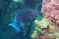 scuba diving photo