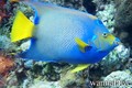 scuba diving photo