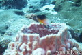 scuba diving photo